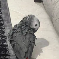 طوطی کاسکو دم قرمز|پرنده|بندرعباس, |دیوار