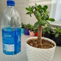 کراسولا یشم|گل و گیاه طبیعی|تبریز, |دیوار