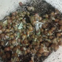 حلزودن البینو