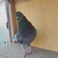 کفتر تهرونی|پرنده|خمینی‌شهر, |دیوار