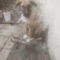 سگ. نگهبان|سگ|شیراز, بریجستون|دیوار