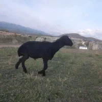 ۵۰۰۰۰۰۰۰تومان