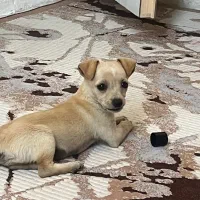 سگ نژاد دار پاکوتاه بدون مو