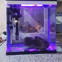 آکواریوم دلسا K390|ماهی|شیراز, دست خضر|دیوار