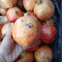 انار درشت وشیرین وابدار تازه