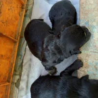 واگذاری توله|سگ|ورامین, خیر آباد|دیوار