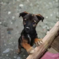 واگذاری سگ پاکوتاه رایگان