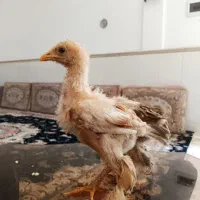 جوجه گلپایگانی و برهما ۲ ماهه