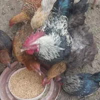 مرغ و خروس|حیوانات مزرعه|اردبیل, |دیوار