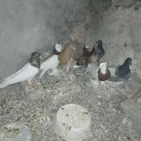کبوتر|پرنده|گناباد, |دیوار