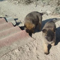 دو عدد توله سراب