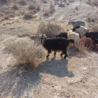 بیگ‌.کهره‌نروماده‌میش‌زاییده|حیوانات مزرعه|ایذه, |دیوار