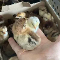 جوجه گلپایگانی