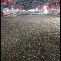 خریدو فروش کود مرغی خالص