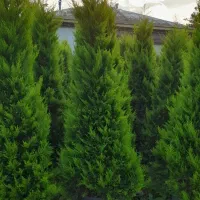 لاوسون زباله صادراتی تعداد|گل و گیاه طبیعی|چابکسر, |دیوار