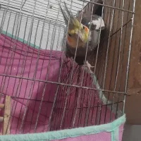 عروسک (عروس هلندی مولد)