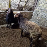 ۲عدد گوسفند قوچ جوان فروشی