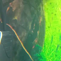 پولی و پیکاک و لجن خوار|ماهی|چناران, |دیوار