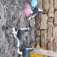 کبوتر زینتی لاهورین لاهور