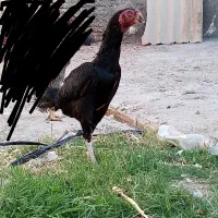 دوتا لاری اصیل یدونه جوجه