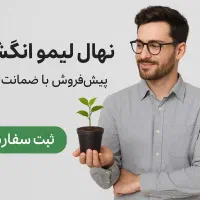 فروش لیمو انگشتی تضمینی سالم