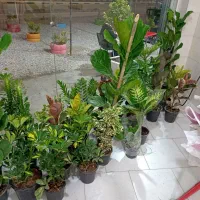 گل و گیاه آپارتمانی|گل و گیاه طبیعی|شاهین‌شهر, خانه کارگر|دیوار