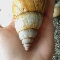 ۴ عدد حلزون سوپر مولد
