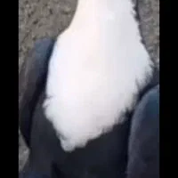 همایش کریمخان پاین شهر