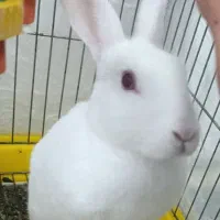 خرگوش آلبینو چشم قرمز