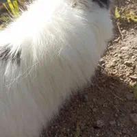 خرگوش لوپی نر