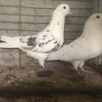 نروماده دهنجور ساعت بالا|پرنده|تهران, امام زاده عبدالله|دیوار