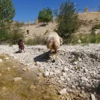 قوچ|حیوانات مزرعه|سپیدان, |دیوار