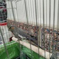 عروس هلندی|پرنده|الوند, |دیوار