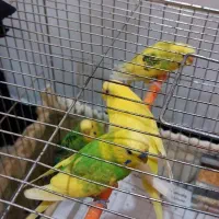 مرغ عشق|پرنده|اردبیل, |دیوار