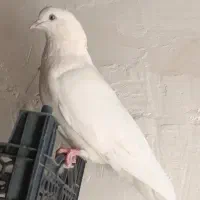 کفتر پرشی|پرنده|ساوه, |دیوار