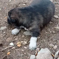 توله سرابی ماده|سگ|کرمانشاه, |دیوار