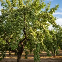 نهال بادام آذر، مناسب مناطق سردسیر، ارسال فـوری|خدمات باغبانی و درختکاری|اردبیل, |دیوار