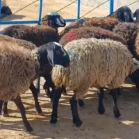 دامداری بزرگ سلحشور|حیوانات مزرعه|کرمان, |دیوار