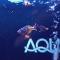 رینبو بوسمانی صیدی|ماهی|کرمان, |دیوار