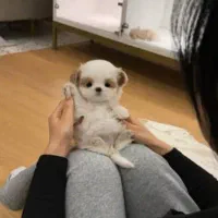 پوشیمال تیز عروسکی