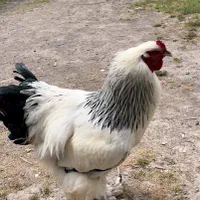 تخم مرغ برهما(امپراطور)