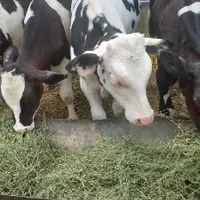 گوساله دورگ چاق