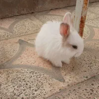خرگوش
