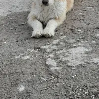 پاکوتا بسیار حرف گوش کن