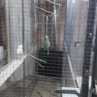 قفس جوجه پرون قناری|لوازم جانبی حیوانات|شهرکرد, |دیوار