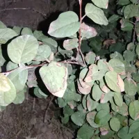 مشاوره در امور زراعی و باغی|خدمات باغبانی و درختکاری|شیراز, تندگویان|دیوار