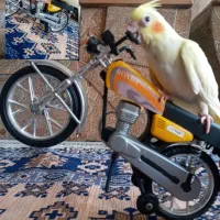 عروس هلندی گم شده
