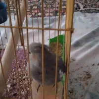 عروس هلندی|پرنده|محمدشهر, شهرک چمران|دیوار