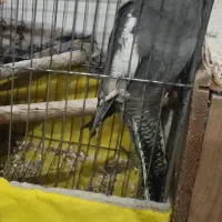 یک عدد عروس هلندی