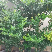 یاس هلندی گلدان ۵۰|گل و گیاه طبیعی|سنگر, |دیوار